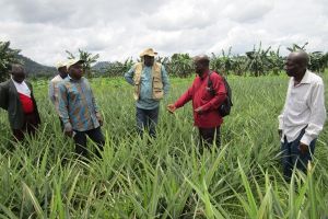 Agriculture : 8 milliards FCFA pour développer les filières banane plantain, huile de palme et ananas