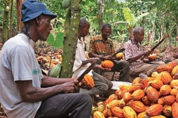 la-france-veut-ameliorer-le-revenu-des-cacaoculteurs-africains-dont-ceux-du-cameroun-d-ici-a-2030