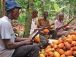 La France veut améliorer le revenu des cacaoculteurs africains, dont ceux du Cameroun d’ici 2030