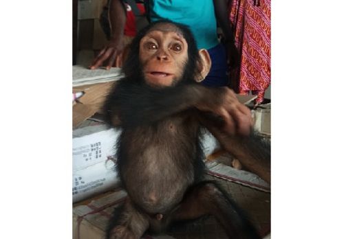 A Douala, quatre personnes arrêtées pour avoir volé un chimpanzé dans un sanctuaire de primates