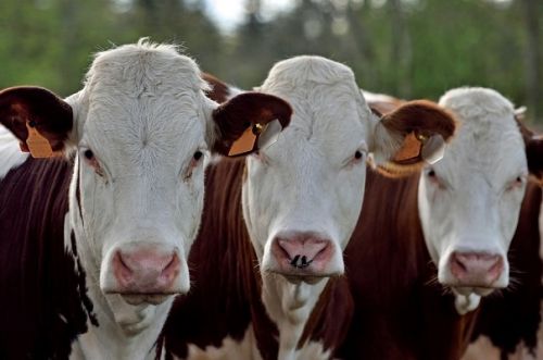 Le Cameroun réceptionne des vaches laitières françaises pour booster la production locale