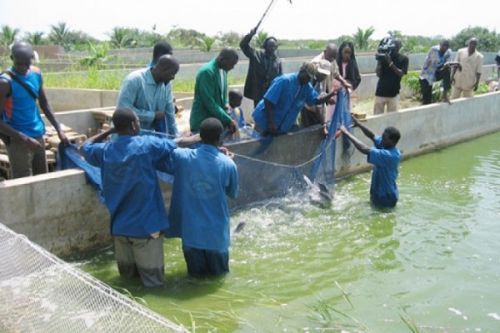 Aquaculture : le Cameroun projette une production de 25 mille tonnes en 2025