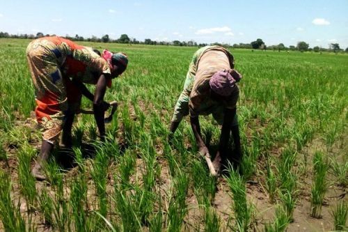 Cameroon Allocates XAF1 Billion in Subsidies for Local Rice Producers