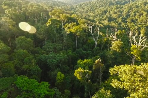 Pharmacopée : les tradi-praticiens veulent planter 1 million d’arbres thérapeutiques
