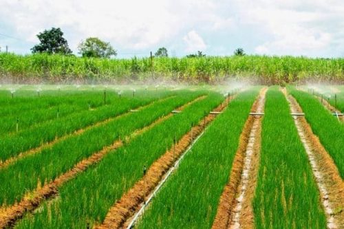 Cameroon’s govt to develop 800 ha of agricultural land in the Benue Valley, North region