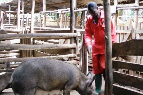 Peste porcine africaine : le gouverneur du Nord-Ouest interdit la circulation des porcs pour circonscrire la maladie