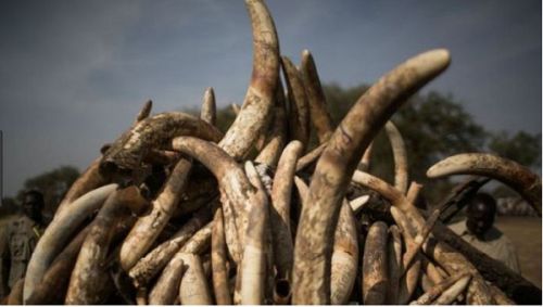 Trafic d’ivoire : le Cameroun sollicite l’expertise gabonaise
