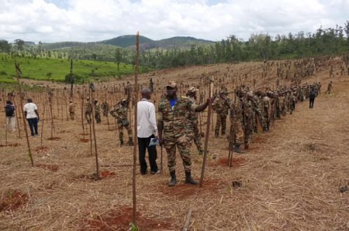 L’armée plante 30 000 arbres pour reboiser la réserve de Melap à l’ouest du Cameroun