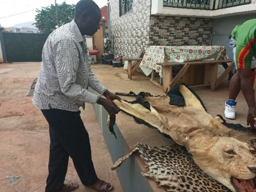 Au Cameroun, traque soutenue contre les trafiquants d’espèces fauniques protégées