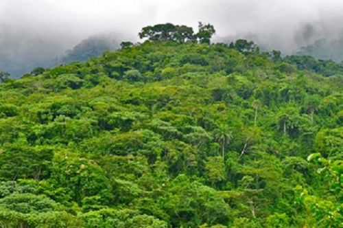 Le Cameroun renonce à mettre en concession plus de 130 000 ha de forêt dans le Littoral
