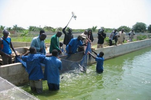 Aquaculture : le Minepia lance une réflexion pour la production locale d’aliment de poisson à moindre coût