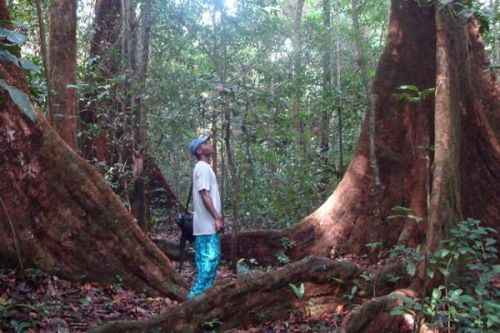 Le Cameroun conclu un accord avec WWF pour la protection des populations vivant en forêt