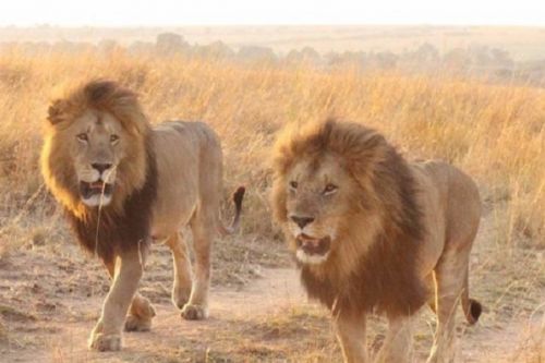 Far North: Makary residents anxious about lion possibly wandering around