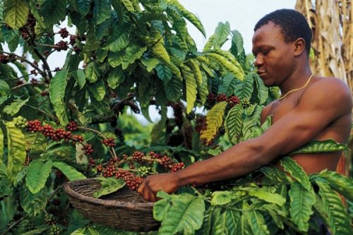 Caféiculture : la production camerounaise a chuté de plus de 12 000 tonnes en 7 ans