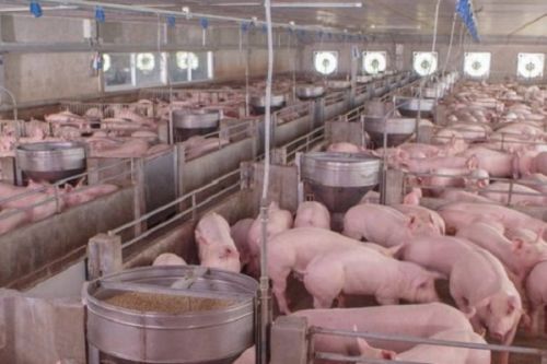 Peste porcine africaine : le Cameroun multiplie les mesures pour circonscrire la maladie
