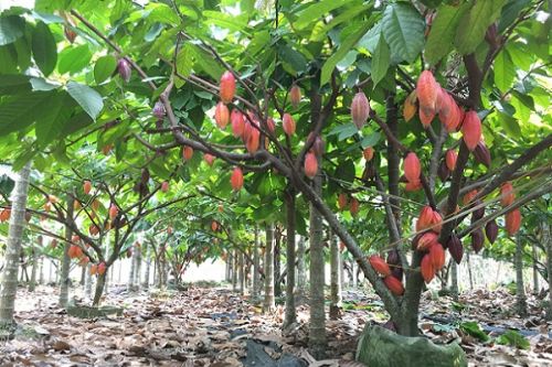 Micro-projets parlementaires : une députée de la région de l’Est lance une zone cacaoyère de 1000 hectares