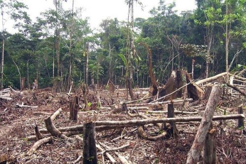 La déforestation, première préoccupation environnementale des Camerounais, selon un sondage Afrobarometer