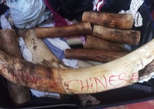 Lutte contre le braconnage : un réseau de trafic d’ivoire démantelé à Yaoundé