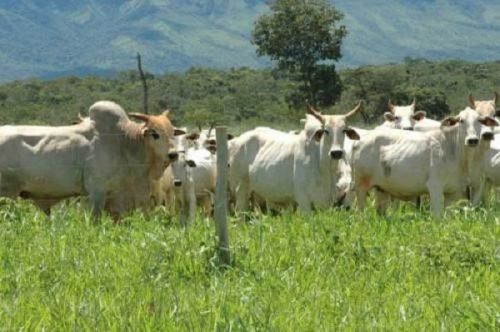 Climat : la météo favorable à l’élevage bovin, mais des risques pour les porcelets