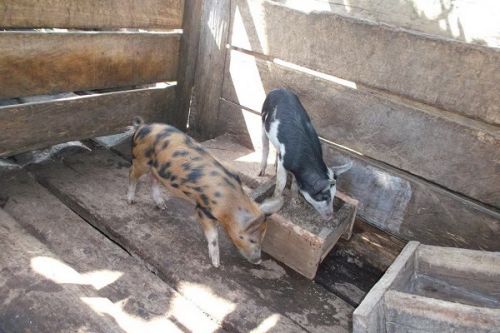 Peste porcine : le gouverneur de l’Ouest lève l’interdiction sur la circulation des porcs et leurs sous-produits