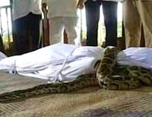 Non cette image ne décrit pas le décès d&#039;un bailleur tué par son serpent mystique