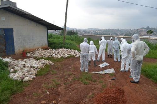 Élevage de poulets : des cas de grippe aviaire déclarés à l’Ouest du Cameroun