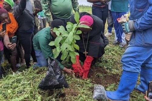 Ouest : l’Église catholique plante 800 arbres à Bafang pour préserver l’environnement