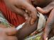 Fièvre jaune : le risque de propagation de la maladie jugé « modéré » au Cameroun