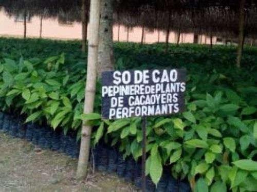Sodecao plans to produce 7 million plants by 2023