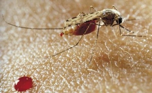 Lutte contre le paludisme : une campagne nationale annoncée pour janvier 2022