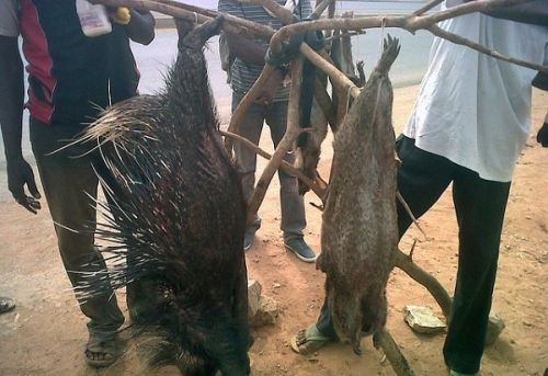 Food security: Cameroon and FAO sign agreement to build a legal bushmeat industry