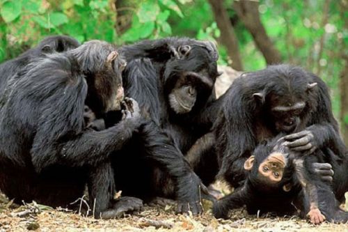 Yaoundé : une campagne pour sensibiliser des élèves sur la protection des chimpanzés