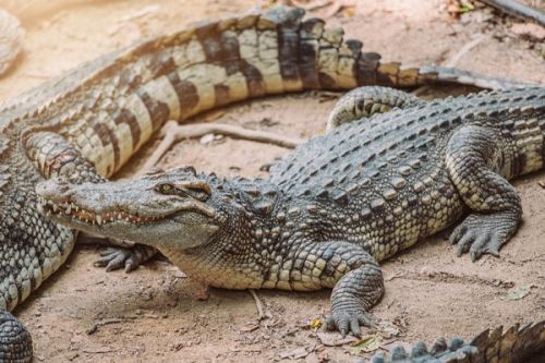Wandering alligators spread panic in Garoua