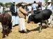 Adamaoua : le gouverneur interdit le transport nocturne des bœufs pour lutter contre le vol de bétail
