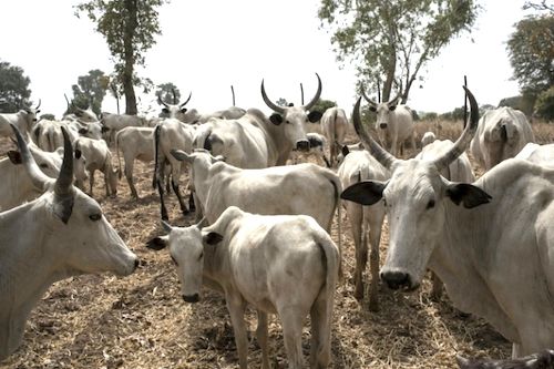 Yes, it is now forbidden to slaughter cattle less than 24 months old in Cameroon