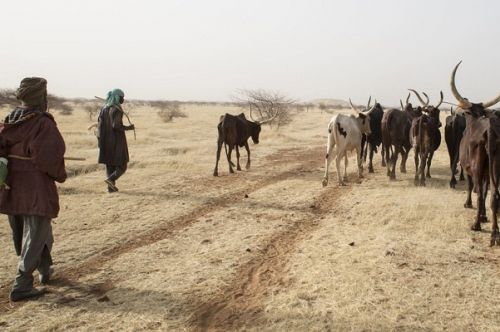 Onacc fears farmer-breeder conflict over water scarcity in the Far-North