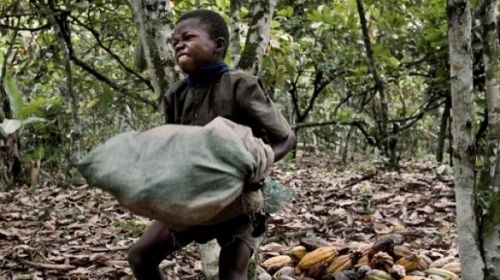 Filière Cacao : Yaoundé prépare un débat des acteurs sur le travail des enfants dans les plantations