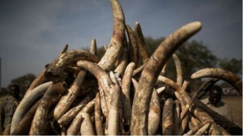 Cameroon requests Gabon’s expertise in determining the geographical origins of the 626 kg of tusks seized in Ambam