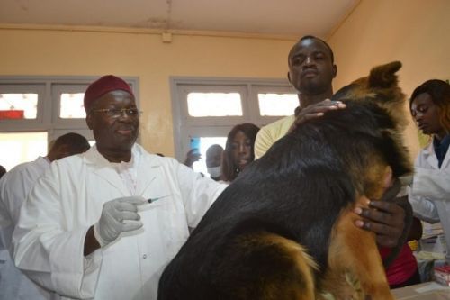 Rabies: Cameroon vaccinates pets to protect humans