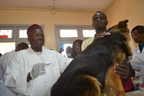 rabies-cameroon-vaccinates-pets-to-protect-humans
