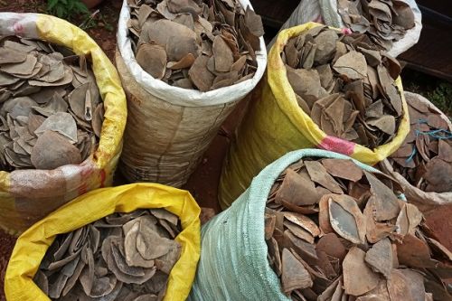 Trafic d’espèces protégées : près de 700 kg d’écailles de pangolin saisies depuis le début de l’année 2022 au Cameroun (ONG)