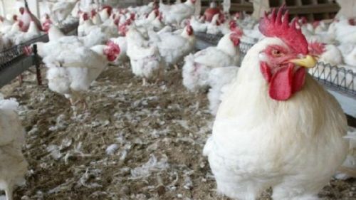Cameroon on alert over bird flu