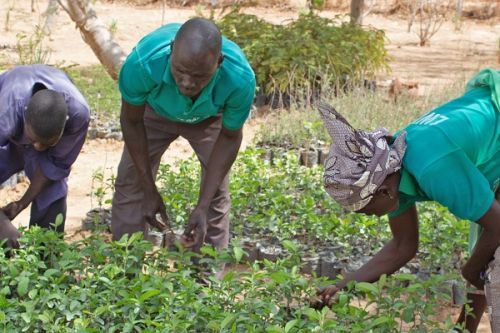 Reforestation: Half a Million Trees Planted by Refugees in Cameroon Since 2017 (UNHCR)