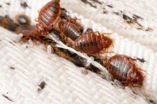 Cameroon Investigates Potential Bedbug Outbreak in Yaoundé, Issues Preventive Measures