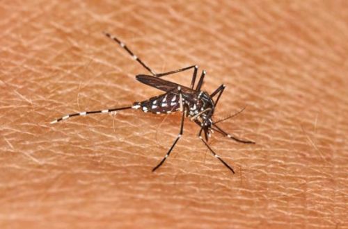 Oui, il existe un risque d’épidémie du virus de la dengue au Cameroun