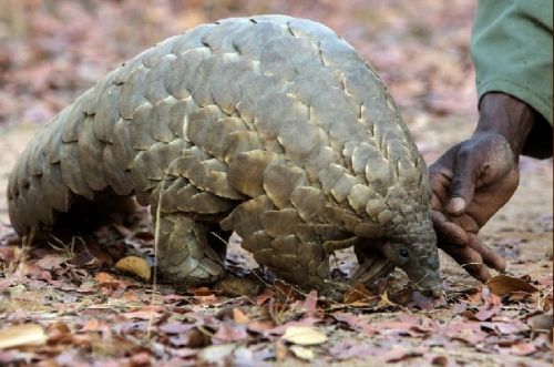 Cameroon sets up its first pangolin rehabilitation center to protect the endangered species