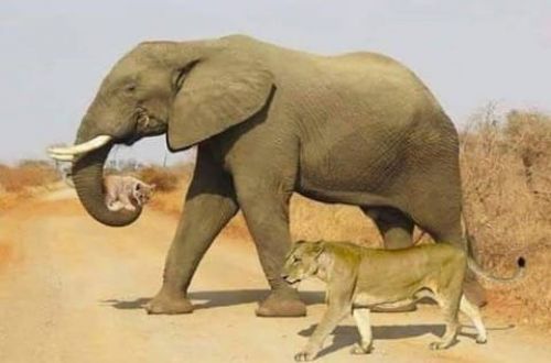 Non, cette photo d’un éléphant venant en aide à un lionceau est fausse