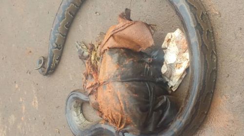 Oui, un serpent a été découvert sur le tronçon Bandja-Bafang, dans la région de l’Ouest