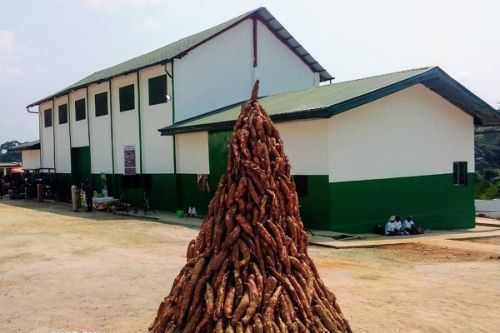Production de farine panifiable de manioc : sept nouvelles usines de transformation annoncées après celle de Ngoulmakong