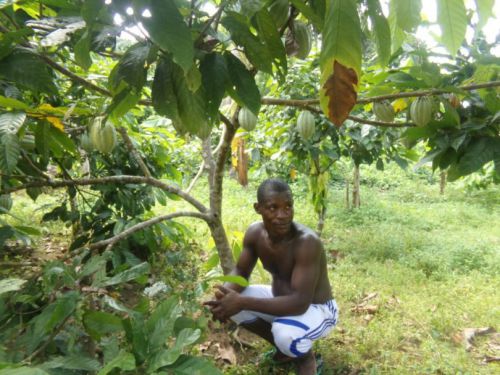 Oui, les jeunes Camerounais s’intéressent à nouveau à la culture du cacao